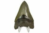 Serrated, Fossil Megalodon Tooth - South Carolina #124199-1